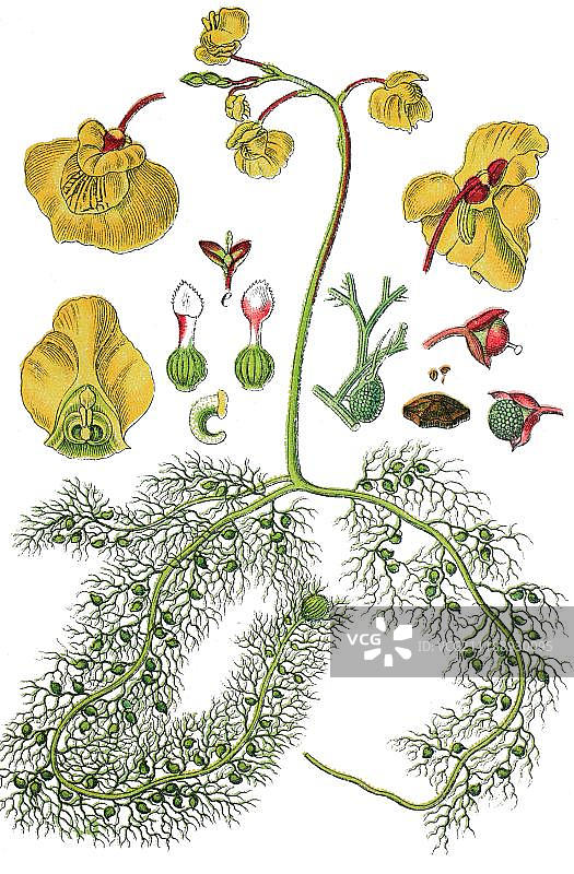 1888年彩色石印画：普通狸藻图片素材