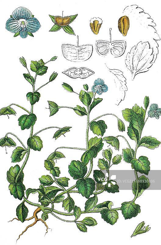 婆婆纳，药用植物，有用植物，彩色石印，1888年图片素材