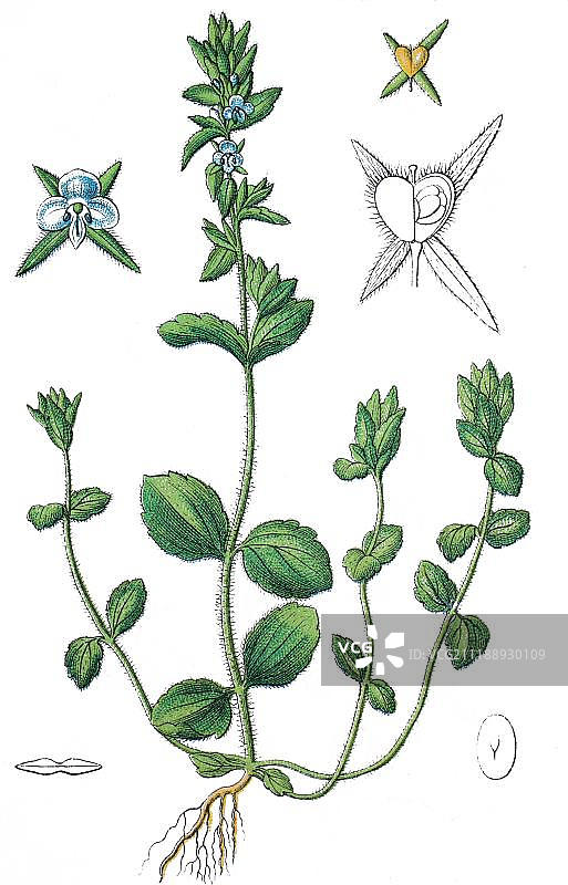 婆婆纳，普通婆婆纳（Veronica arvensis），彩色石印，1888年图片素材