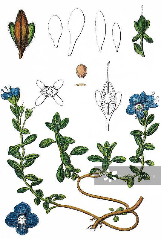岩生蓝花 Veronica fruticans，药用植物，实用植物，1888年图片素材