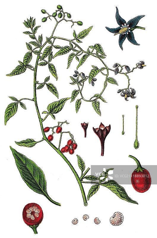 欧洲龙葵（茄科），药用植物，1888年图片素材