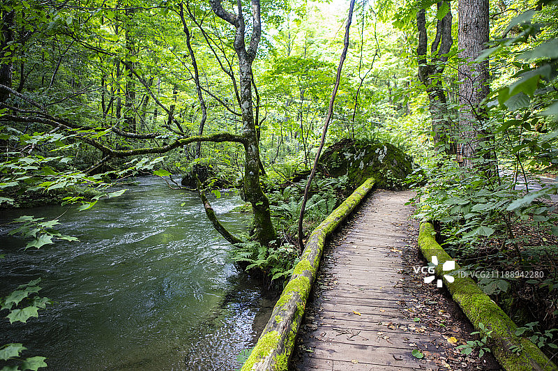 日本奥入濑溪的散步道图片素材