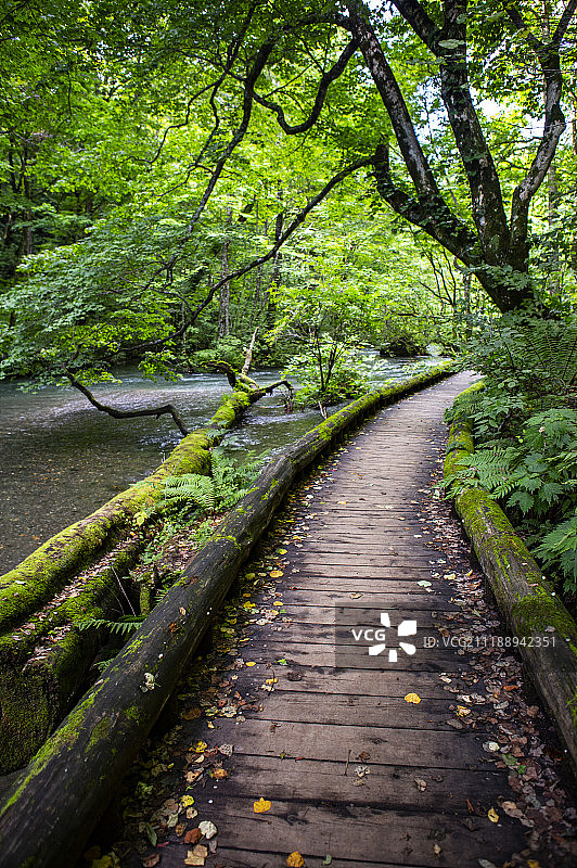 日本奥入濑溪的散步道图片素材