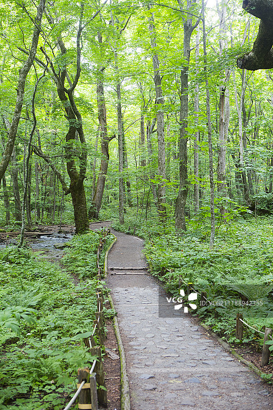 日本奥入濑溪的散步道图片素材