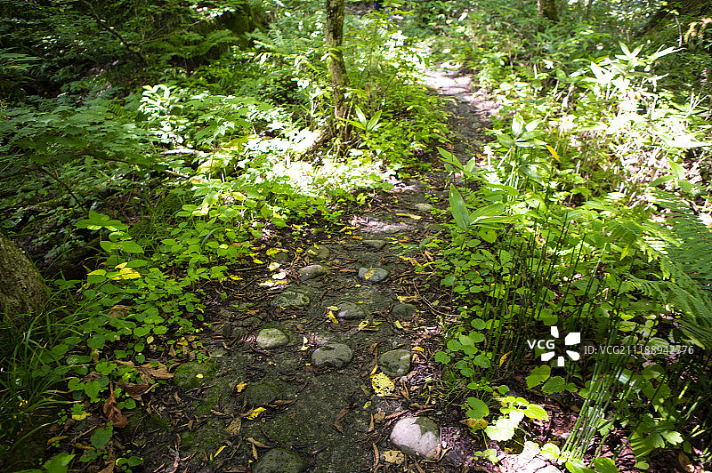 日本奥入濑溪的散步道图片素材