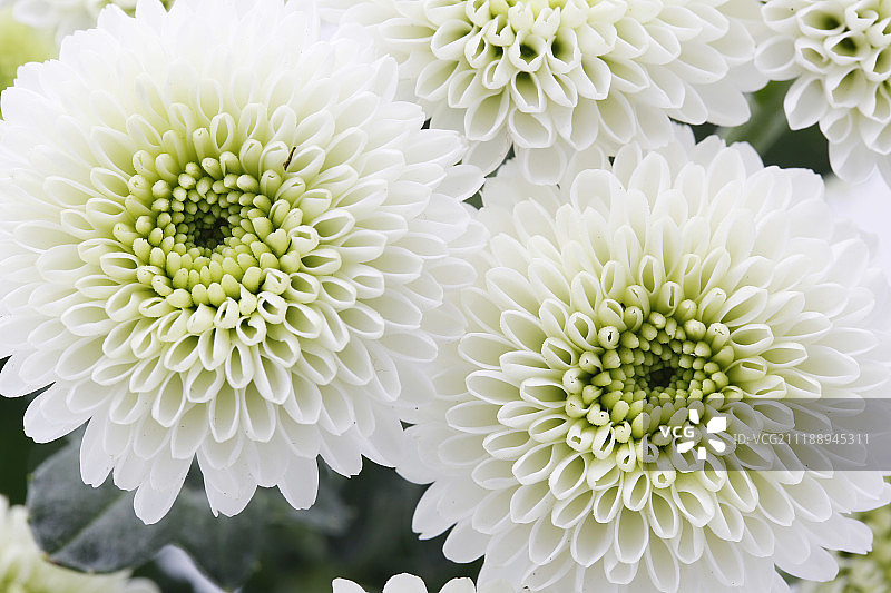 绿色雏菊春天开花图片素材