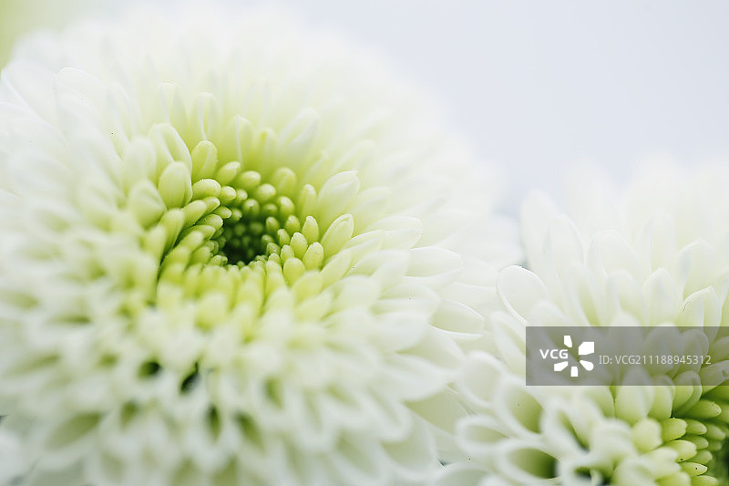 绿色雏菊春天开花图片素材