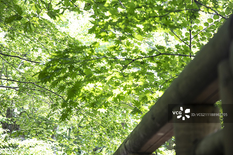 日本奥入濑溪的枫叶图片素材