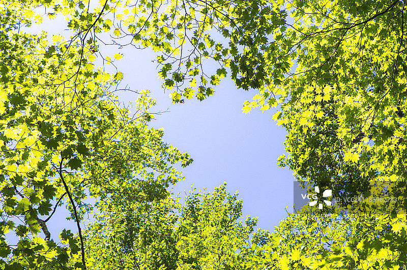 日本奥入濑溪的枫叶图片素材