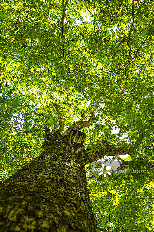日本奥入濑溪的枫叶图片素材