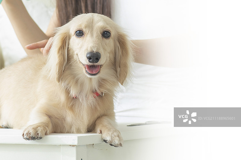 年轻女人和腊肠犬图片素材