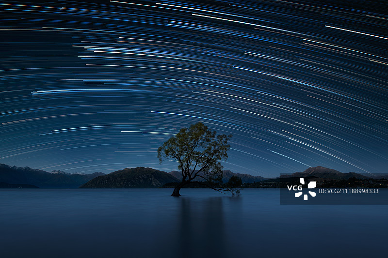 Wanaka Tree瓦纳卡湖上的树图片素材