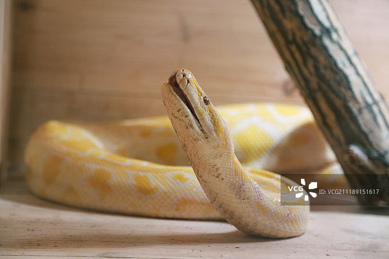 黄金蟒图片素材