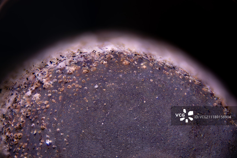 莲子表面显微摄影图片素材