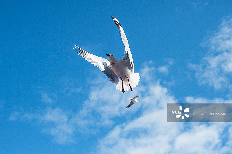 天空中的飞鸟图片素材
