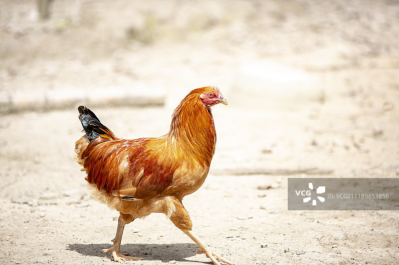 野外放养的河田鸡图片素材