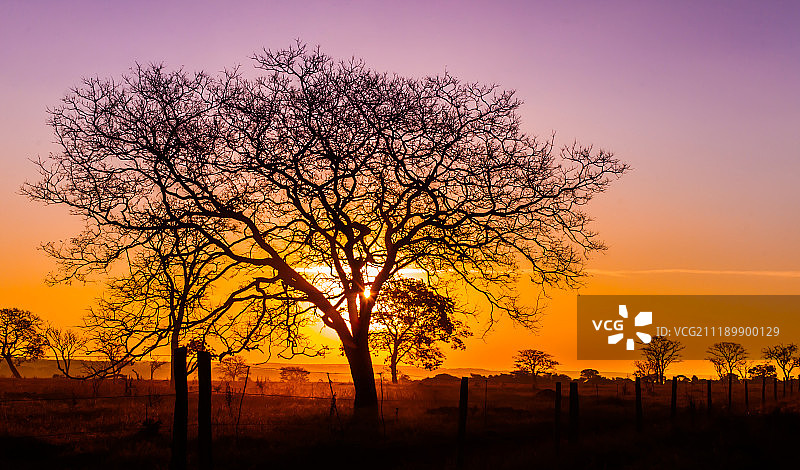 塞拉多图片素材