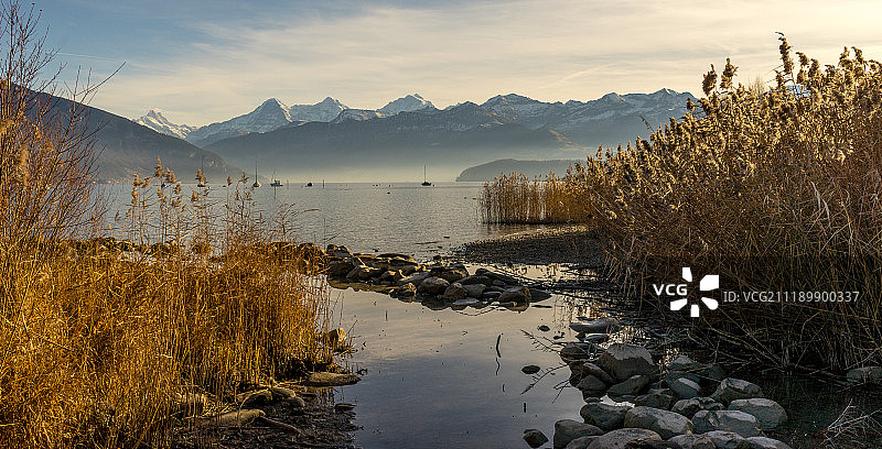图恩湖的芦苇图片素材