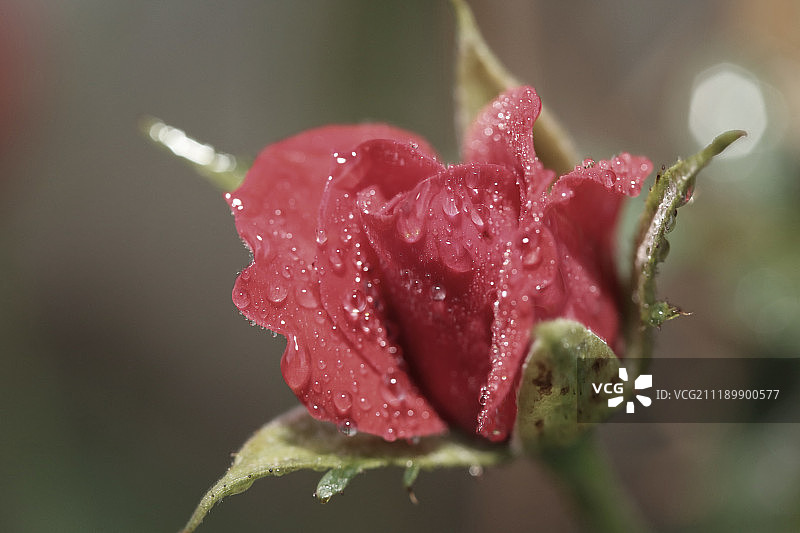 玫瑰上的水珠图片素材