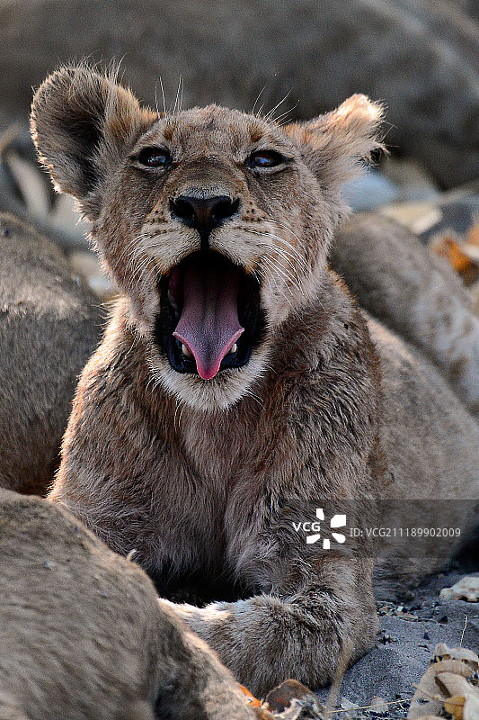 终将怒吼的小狮子图片素材