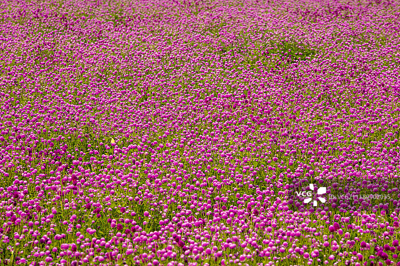韩国杨州的千日花图片素材