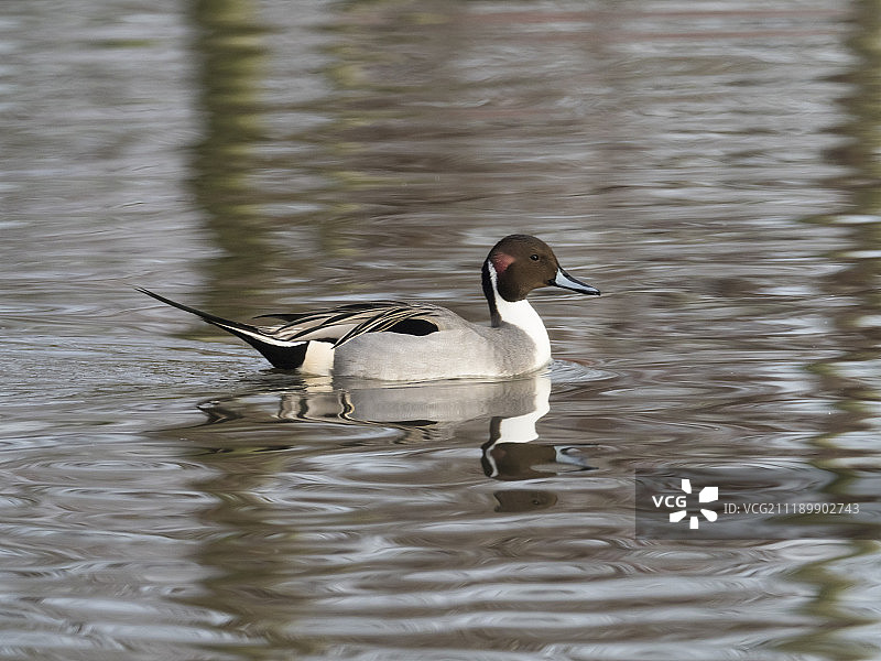 针尾鸭图片素材