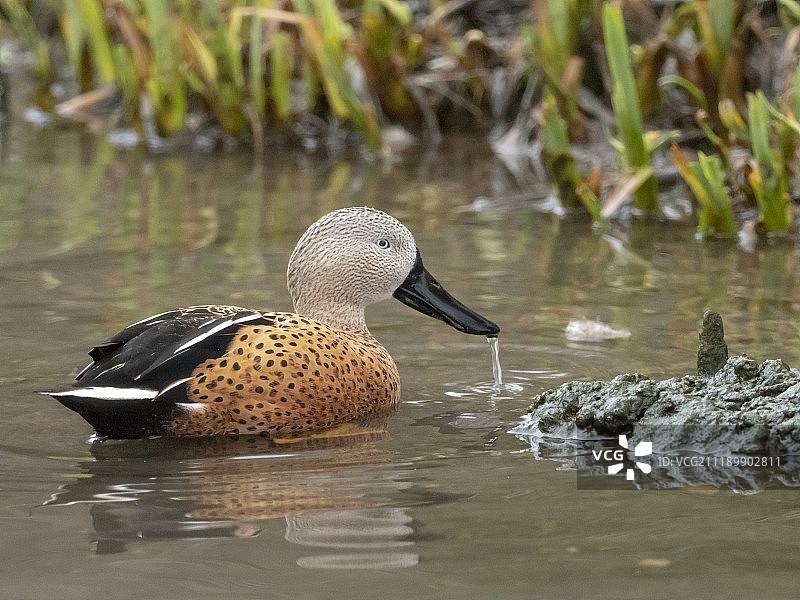红琵鹭图片素材