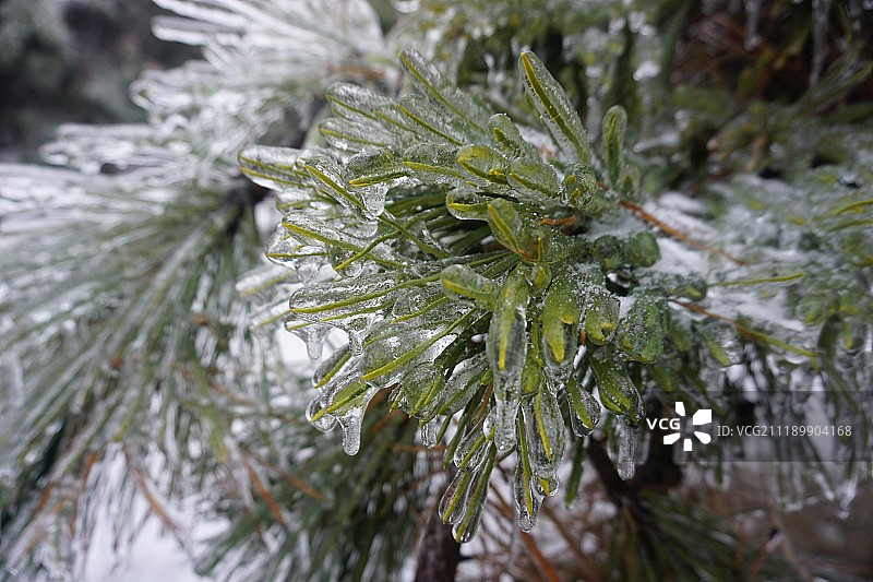 布加勒斯特的冻雨图片素材