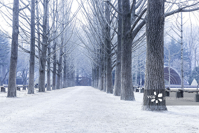 冬季的南怡岛图片素材