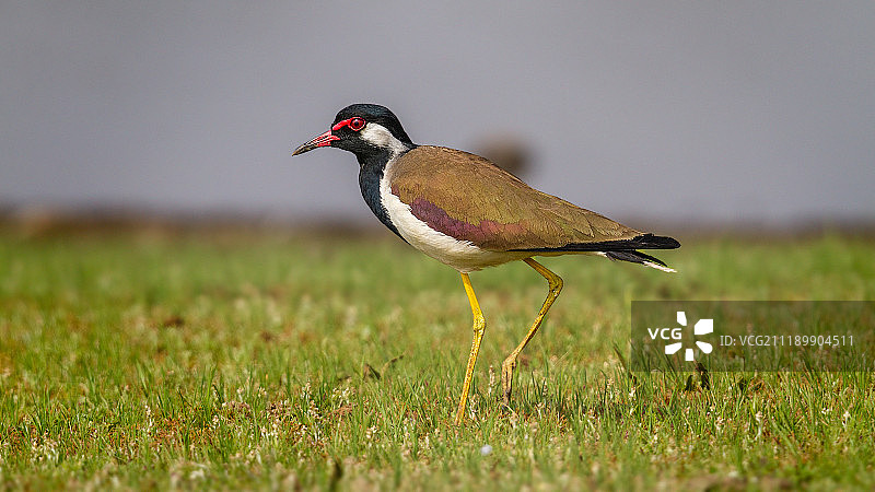 红胸鸻图片素材