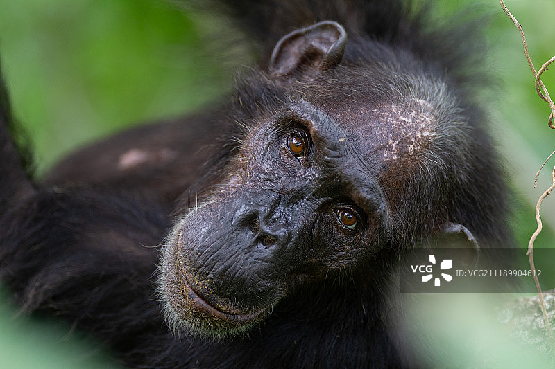 好奇的图片素材