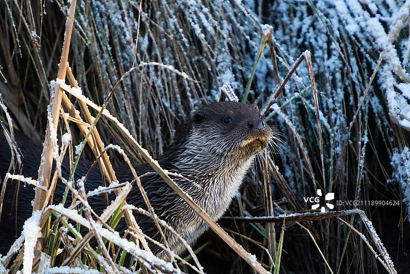 鱼在哪里图片素材