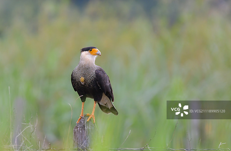 卡拉卡拉鹰图片素材