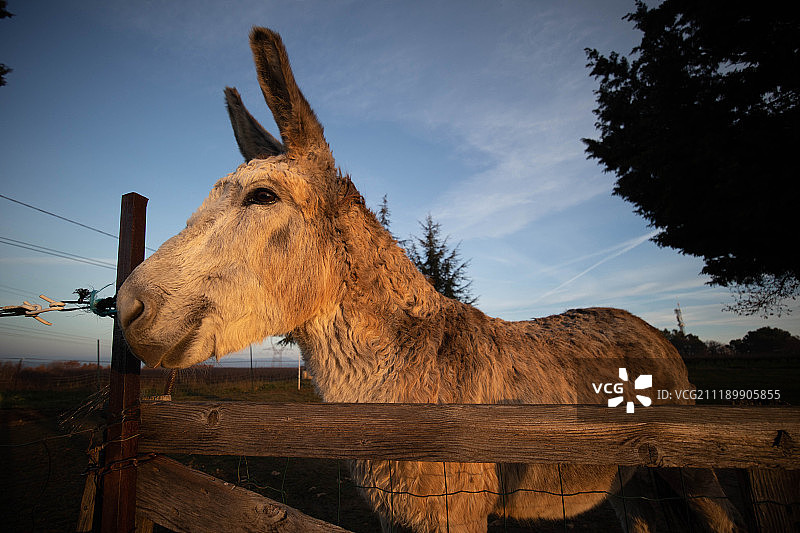 清晨的骡子图片素材