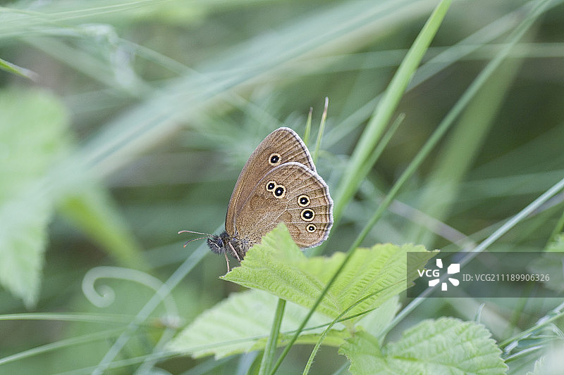 栖息在树叶上的环蝶图片素材