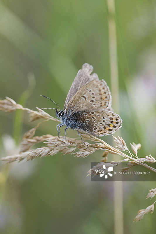 银星灰蝶图片素材