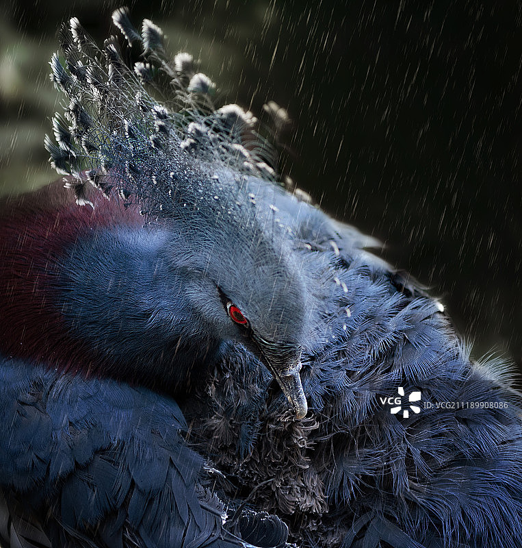 维多利亚凤冠鸠图片素材