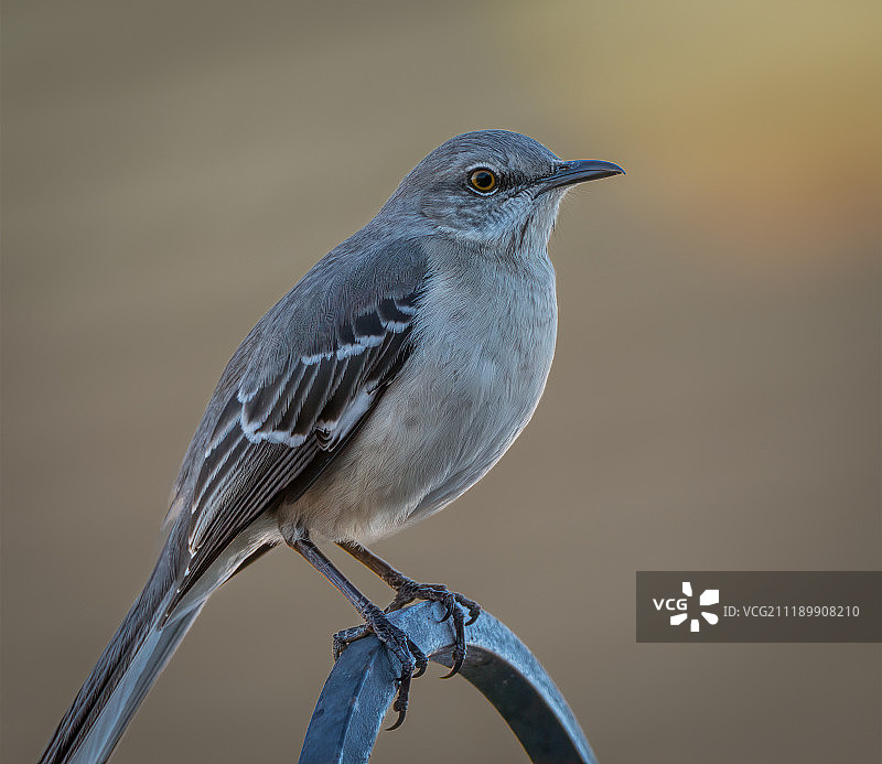 模仿鸟的姿势图片素材