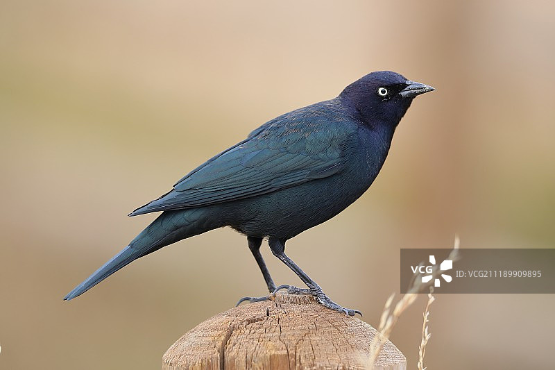 黑鹂栖息在杆子上图片素材