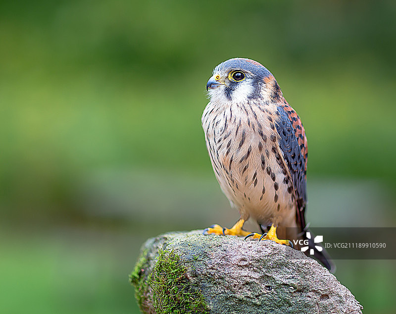 美国红隼图片素材