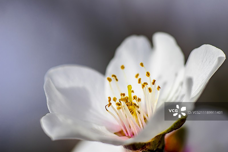 杏花杏树特写微距照片图片素材