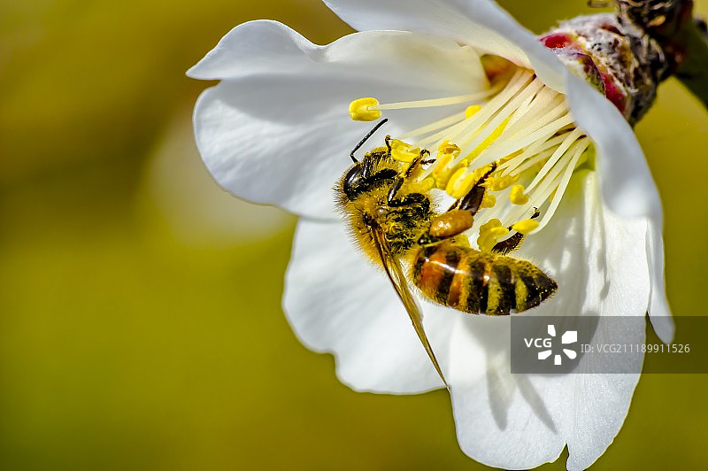 杏树花朵上的蜜蜂微距照片图片素材
