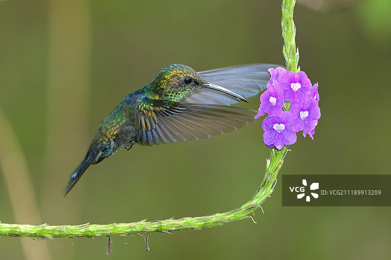 叉尾鹦鹉图片素材