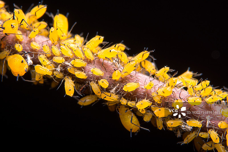 树枝上的微距蚜虫图片素材