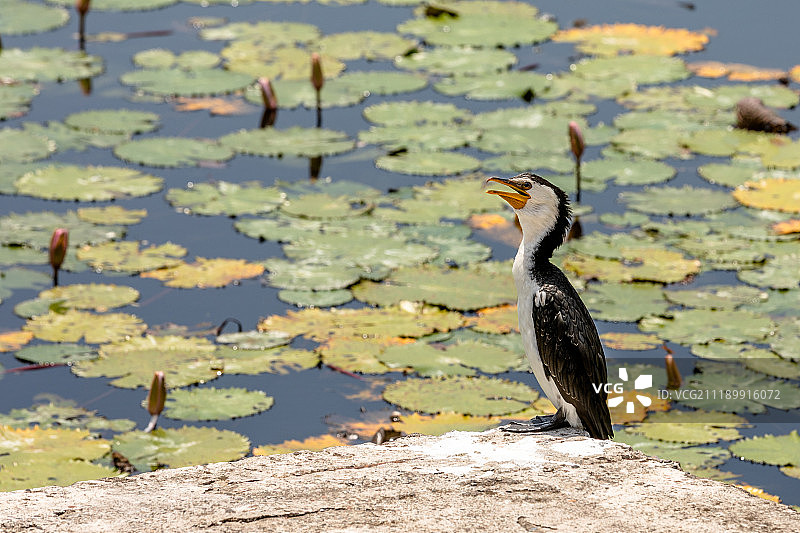 坐在睡莲池岩石上的小斑鸬鹚图片素材