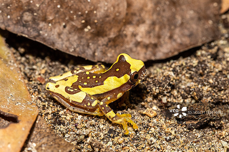 沙漏树蛙图片素材