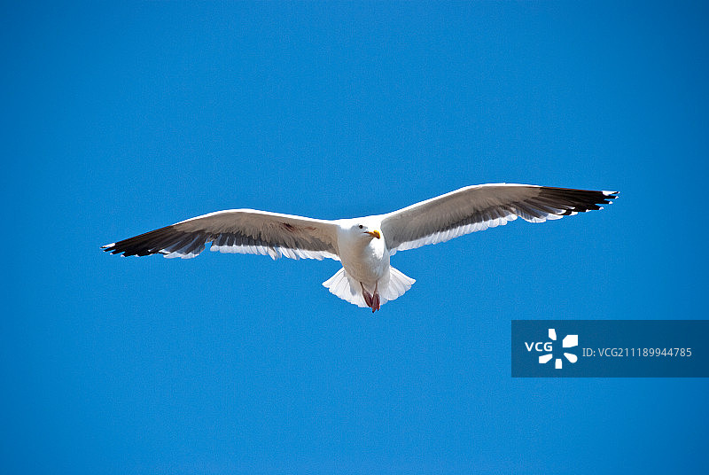 展翅高飞的鸟图片素材