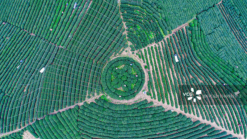 杭州西湖龙井茶园图片素材