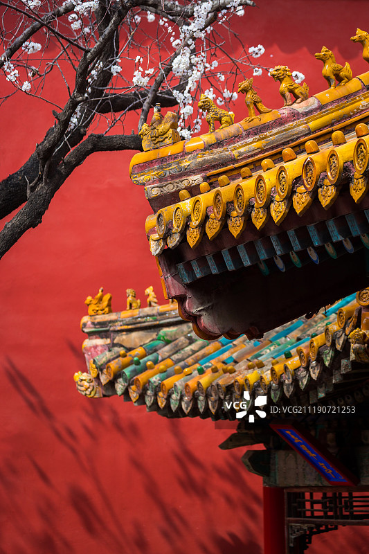 故宫里的花图片素材