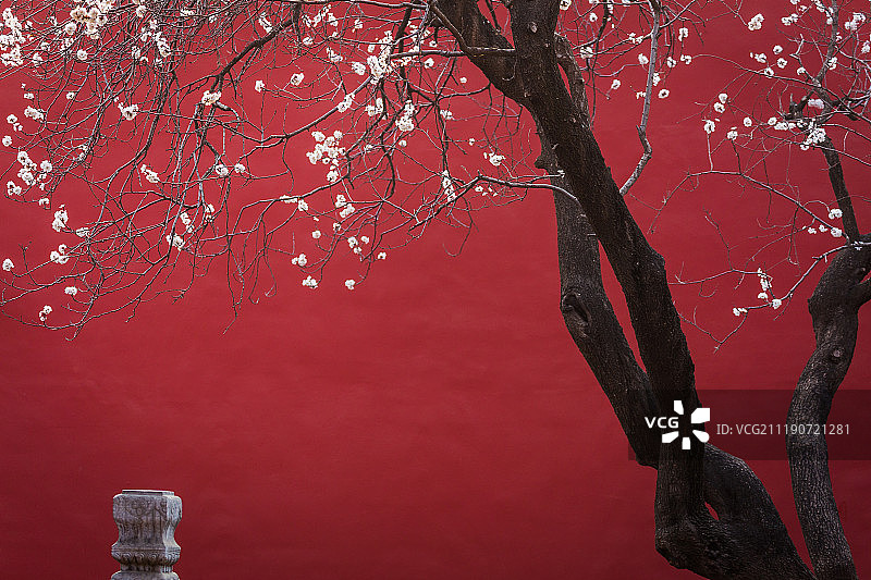 故宫里的花图片素材